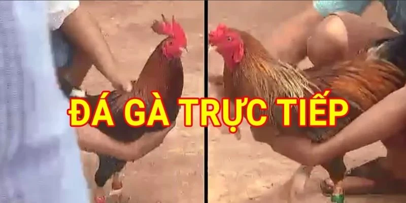 Giới thiệu về trường đá gà thomo và cơ hội cá cược